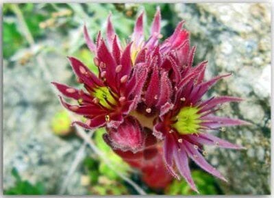 Postkarte Alpenblume