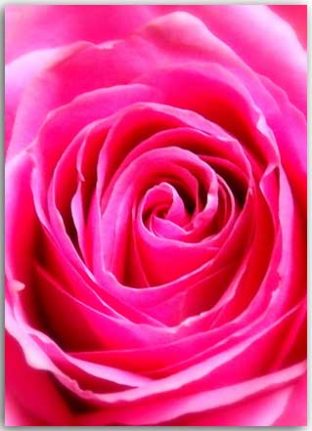 Postcard Rose