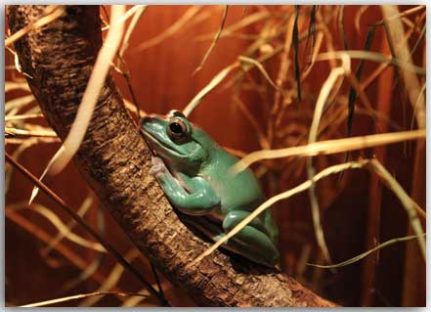 Postkarte Küss den Frosch