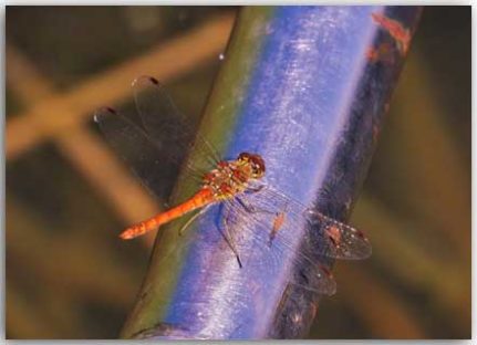 Postkarte Libelle