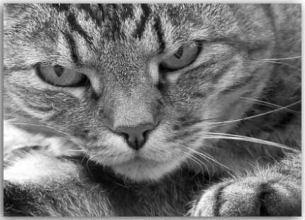 Postkarte Katze mit Blick