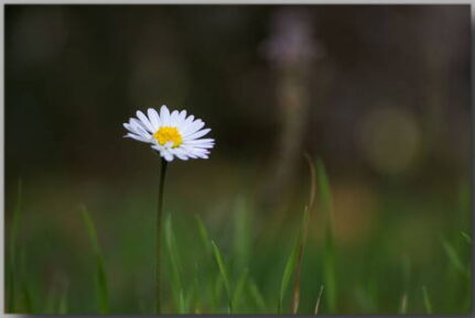 Postkarte mit Gänseblümchen