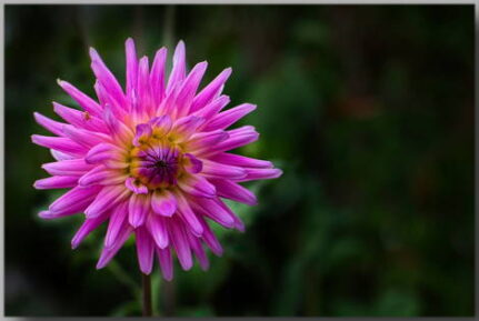 Postkarte mit lila Blüte