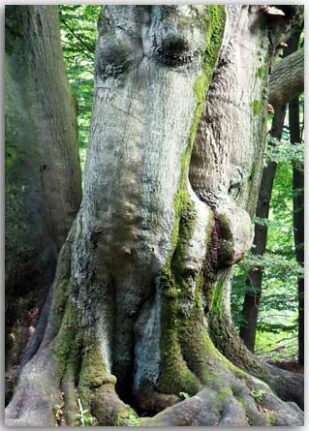 Postkarte Frau Baum