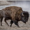 Postkarte Yellowstone Bison