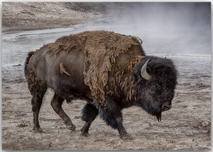 Postkarte Yellowstone Bison