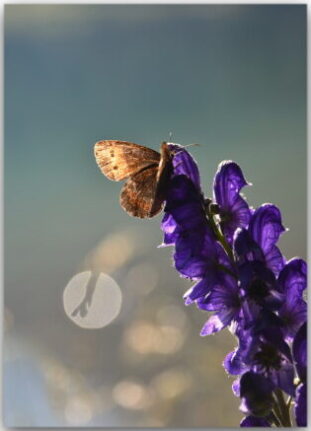 Postkarte Brauner Waldvogel im Morgenlicht