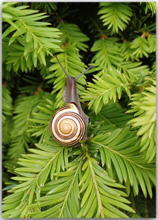 Postkarte Hain-Bänderschnecke