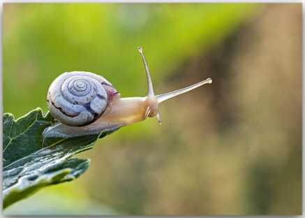 Schneckenpostkarte Weit vor gewagt