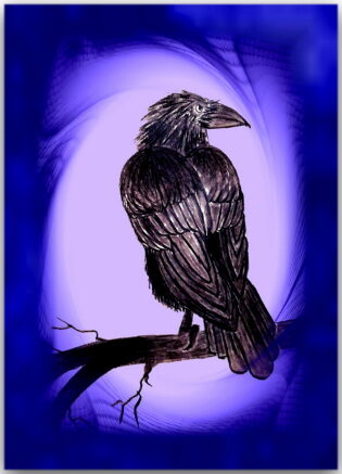 Postkarte Krähe Karli