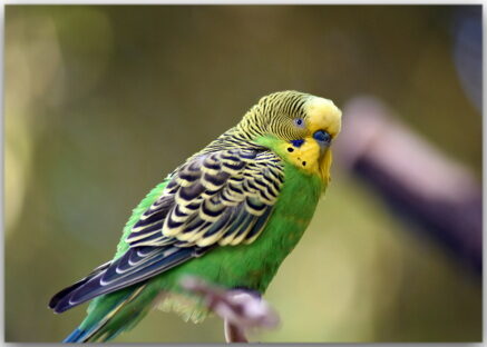 Ein süßer Wellensittich