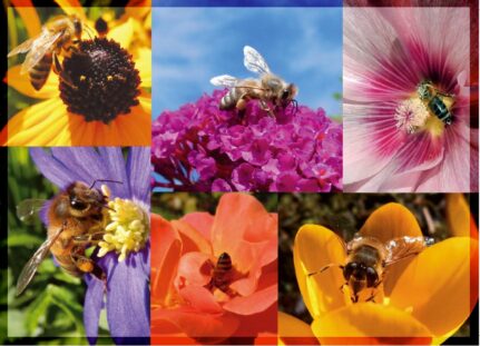 Wie kann man bei DanaCards mitmachen? 1