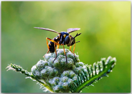 Postkarte „Breitkopffliege“ – ruhige Makroaufnahme eines Insekts. Designaffines Naturmotiv, ideal für Postcrossing und besondere Grüße.